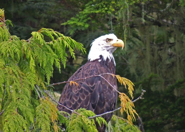 BALD EAGLE CANADA