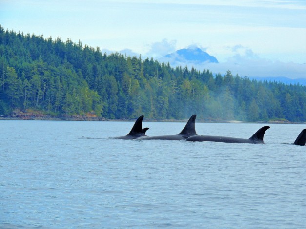 FAMILY ORCA EDIT CANADA