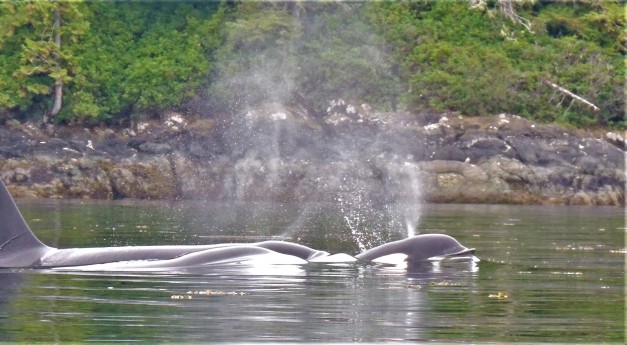 ORCA AND CALF CANADA 2017