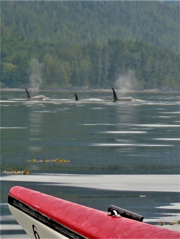 ORCA AND KAYAK CANADA 2017 v2