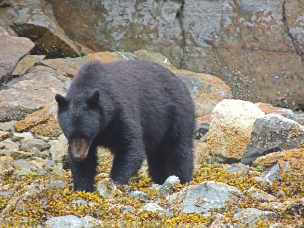 bear edit CANADA