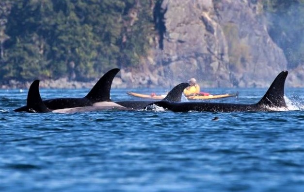 orca and kayaker 2