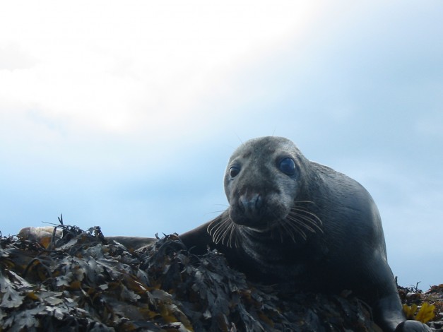 Up close personal with one of our locals Raasay Rhona Kayak Expedition