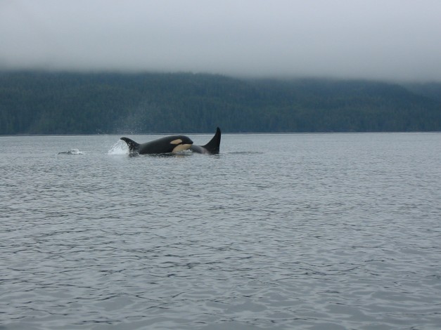 Mother Orca with calf Johnston Strait