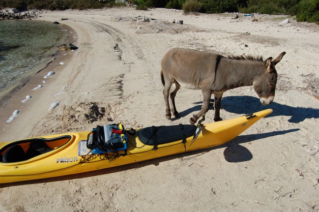 Wild Donkey on a remote beach Croatia Kayak Week Oct 2007